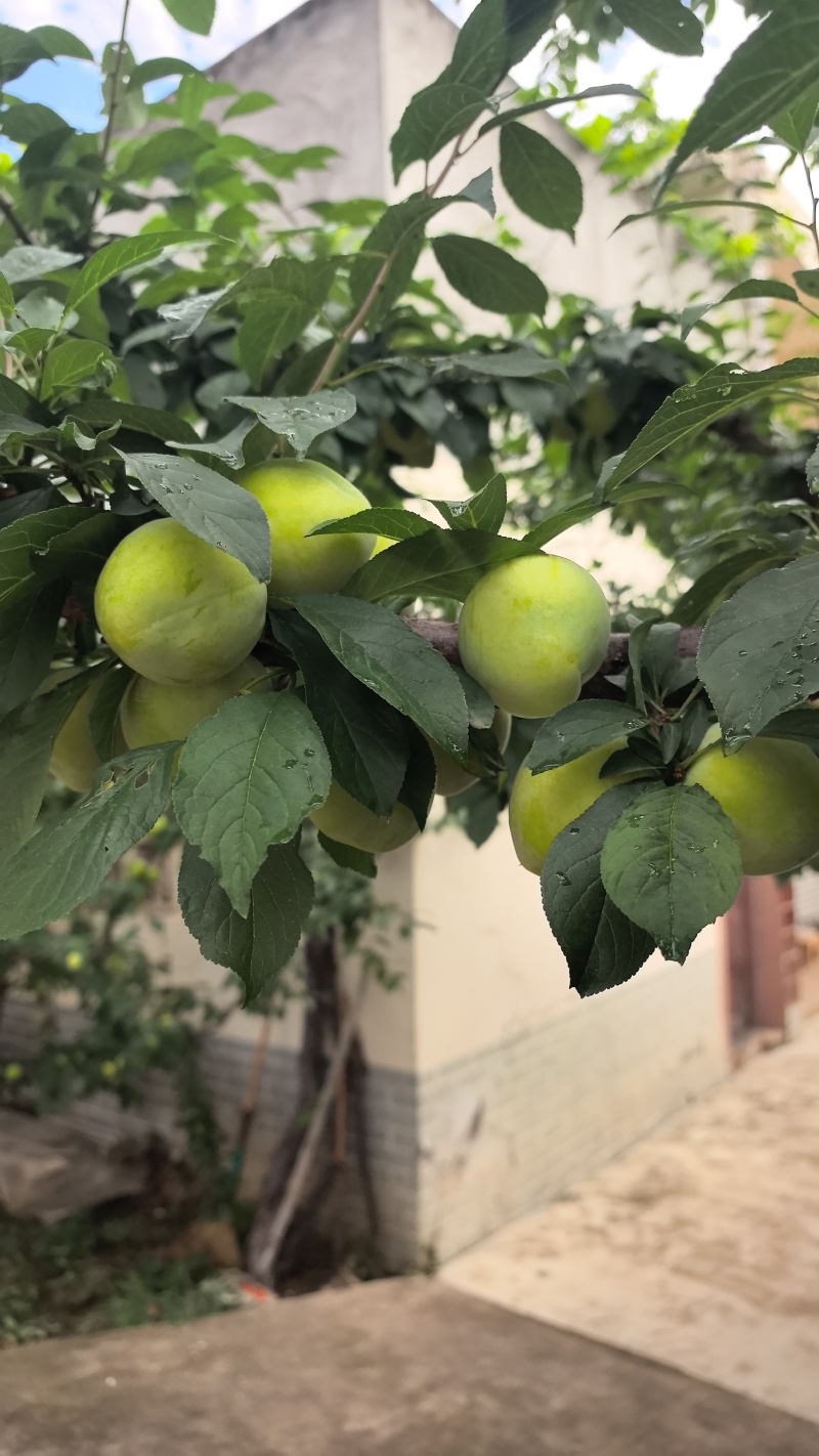 桃花李上市了需要的老板联系***********