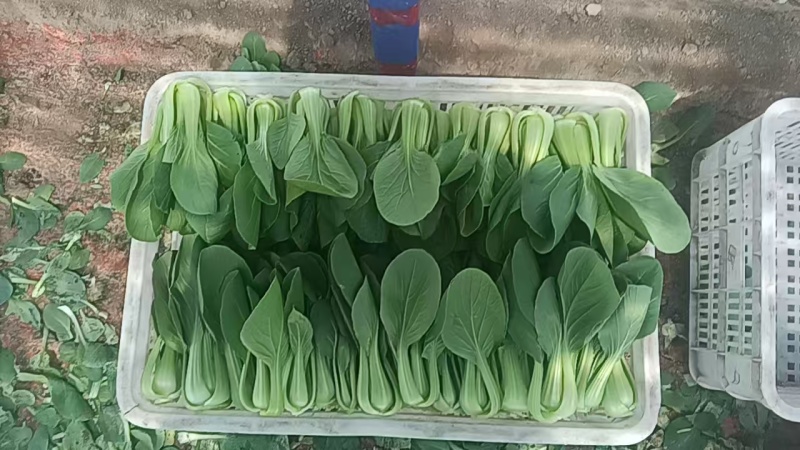 油菜上海青一手货源品质保证价格实惠欢迎来电