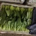 油菜上海青一手货源品质保证价格实惠欢迎来电