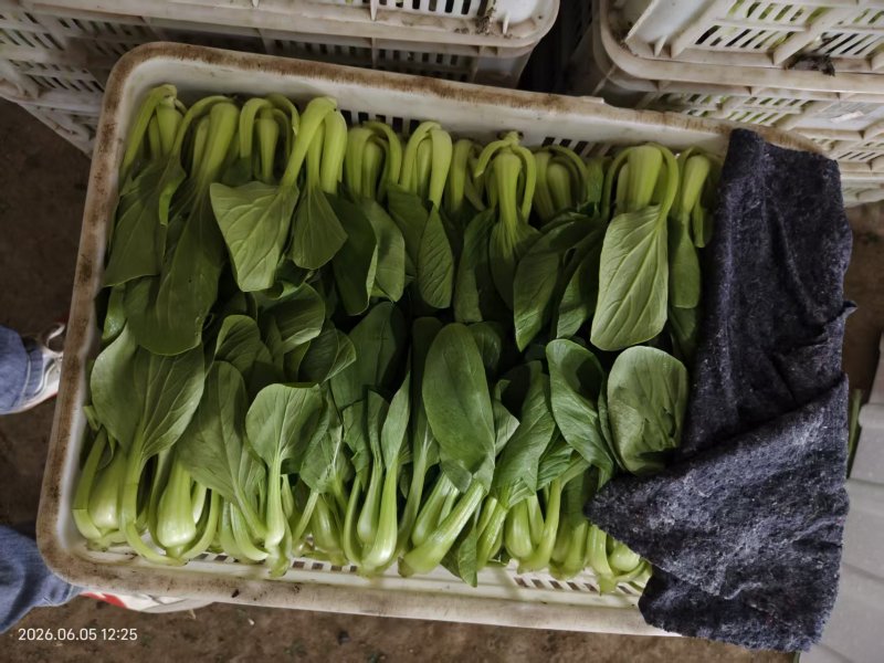 油菜上海青一手货源品质保证价格实惠欢迎来电