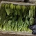 油菜上海青一手货源品质保证价格实惠欢迎来电