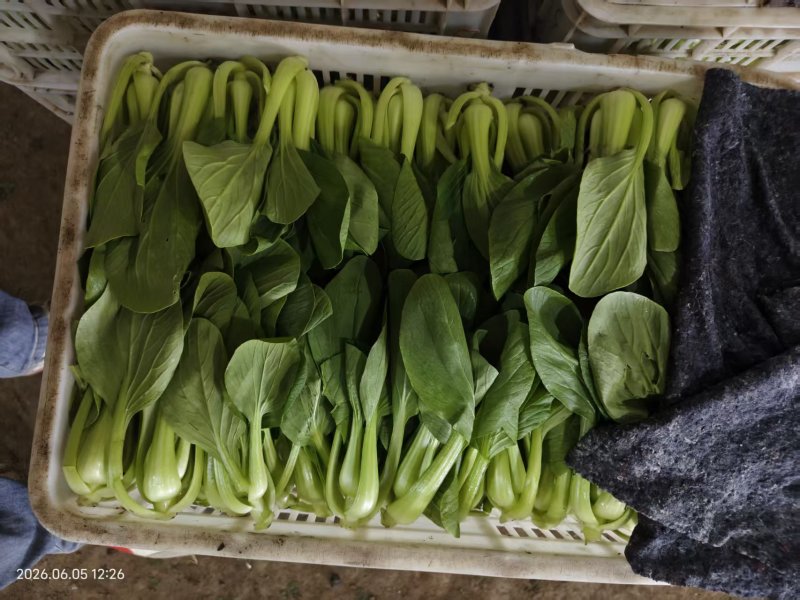 油菜上海青一手货源品质保证价格实惠欢迎来电