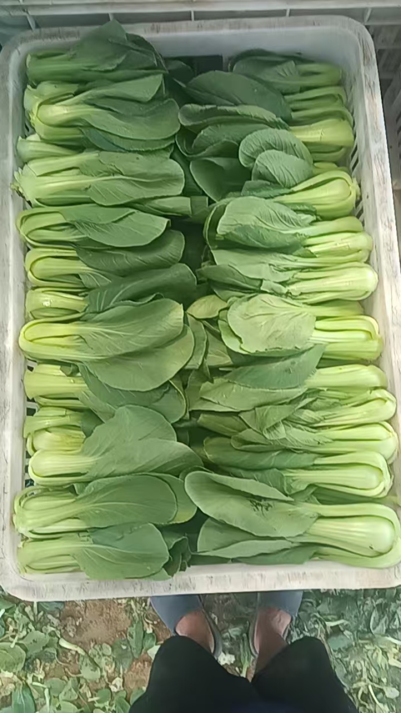 油菜上海青一手货源品质保证价格实惠欢迎来电