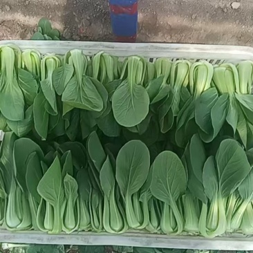 油菜上海青一手货源品质保证价格实惠欢迎来电