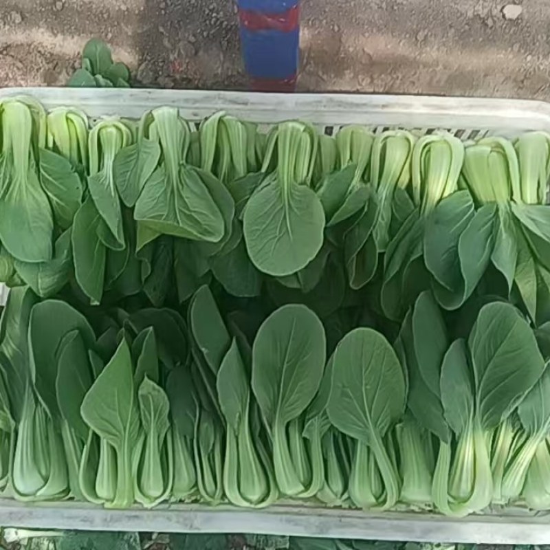 油菜上海青一手货源品质保证价格实惠欢迎来电