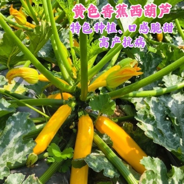 黄色香蕉西葫芦，超早熟，座果多抗性强，口感脆甜