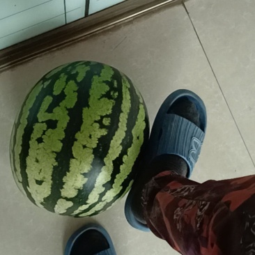 辽宁省才文村甜王西瓜