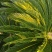 铁树，雌树，带花苞