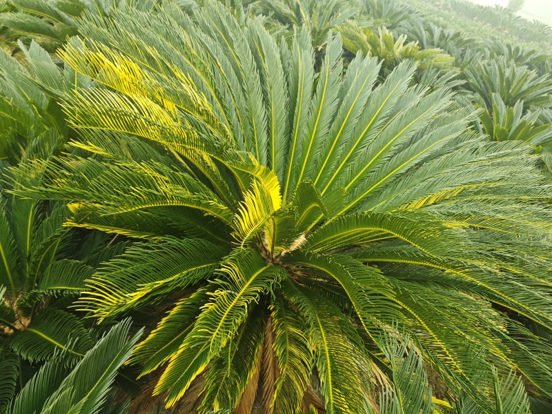 铁树，雌树，带花苞