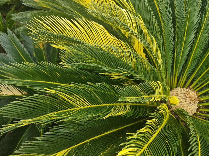 铁树，雌树，带花苞