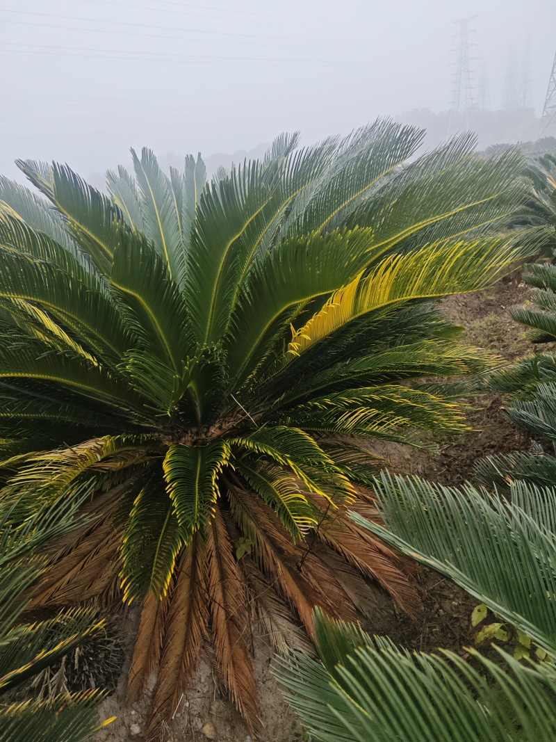 铁树，雌树，带花苞