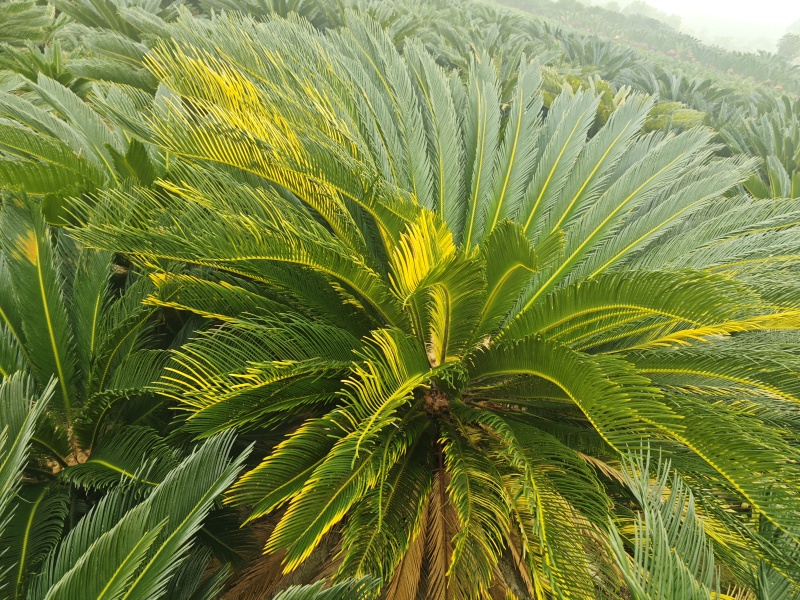 铁树，雌树，带花苞