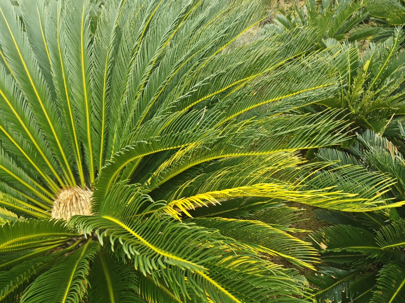 铁树，雌树，带花苞
