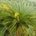 铁树，雌树，带花苞