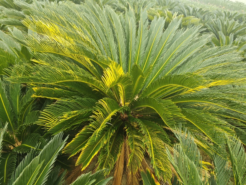 铁树，雌树，带花苞