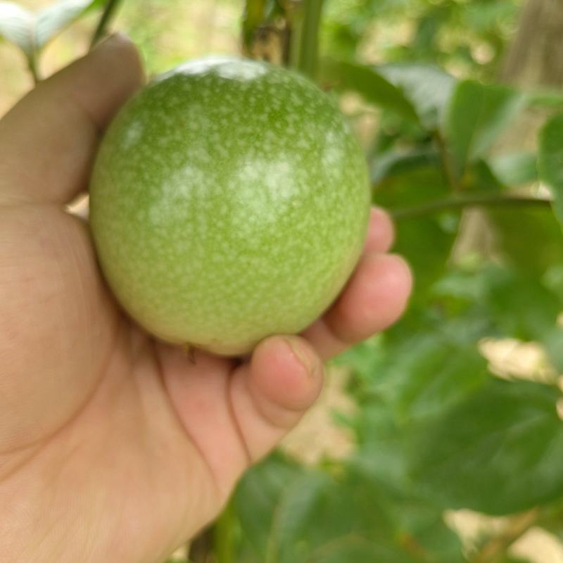 钦蜜9号百香果