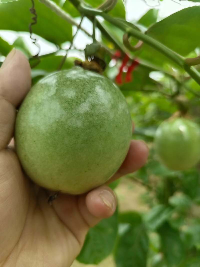 钦蜜9号百香果
