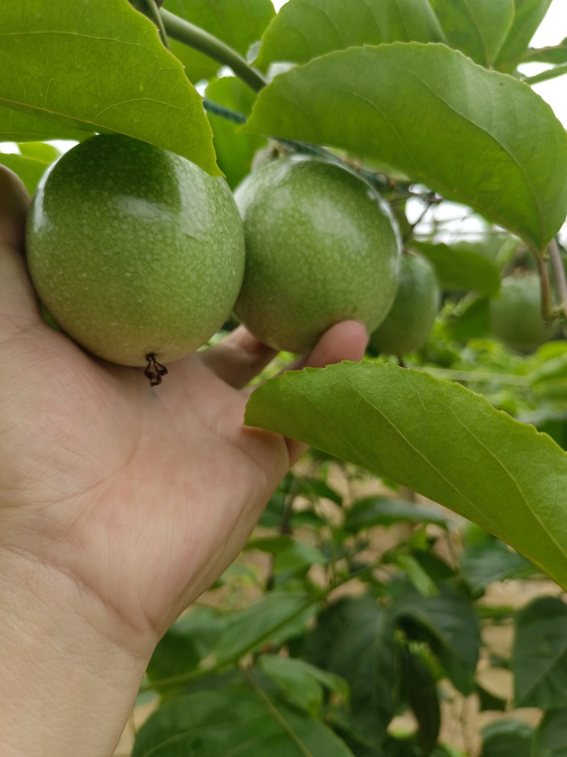 钦蜜9号百香果