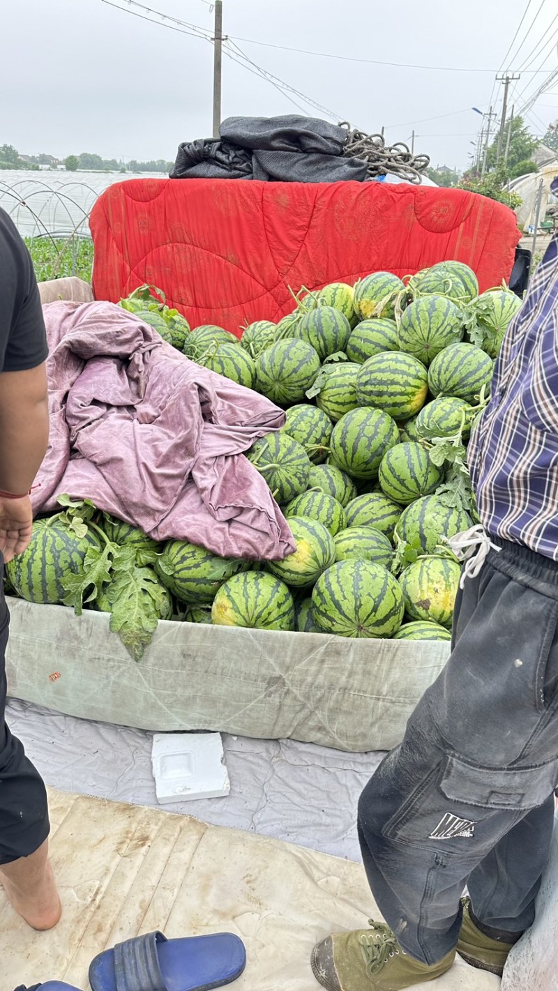 东台西瓜，美都西瓜，各系麒麟瓜。东台8424西瓜