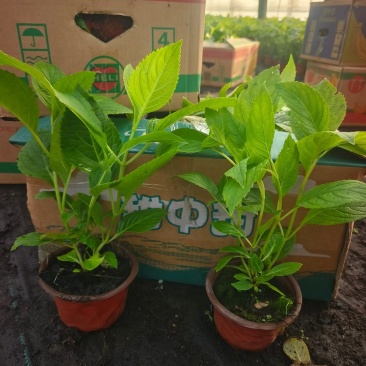 绿化绣球八仙花长花期提升景观档次林荫空地轻松绿化