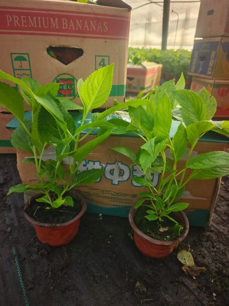 绿化绣球八仙花长花期提升景观档次林荫空地轻松绿化
