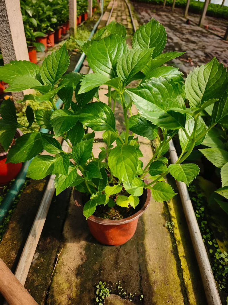 绿化绣球八仙花长花期提升景观档次林荫空地轻松绿化