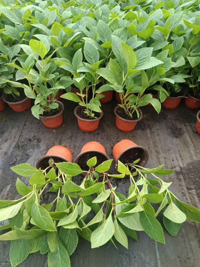 绿化绣球八仙花长花期提升景观档次林荫空地轻松绿化