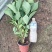 绿化绣球八仙花长花期提升景观档次林荫空地轻松绿化