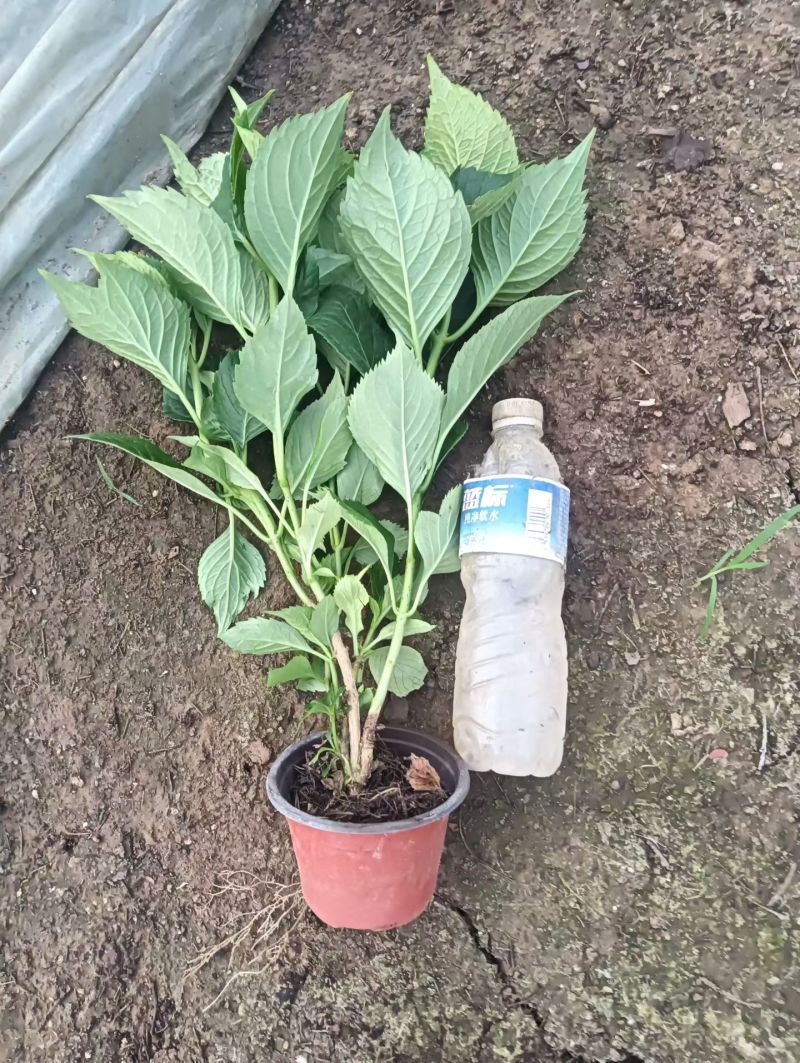 绿化绣球八仙花长花期提升景观档次林荫空地轻松绿化