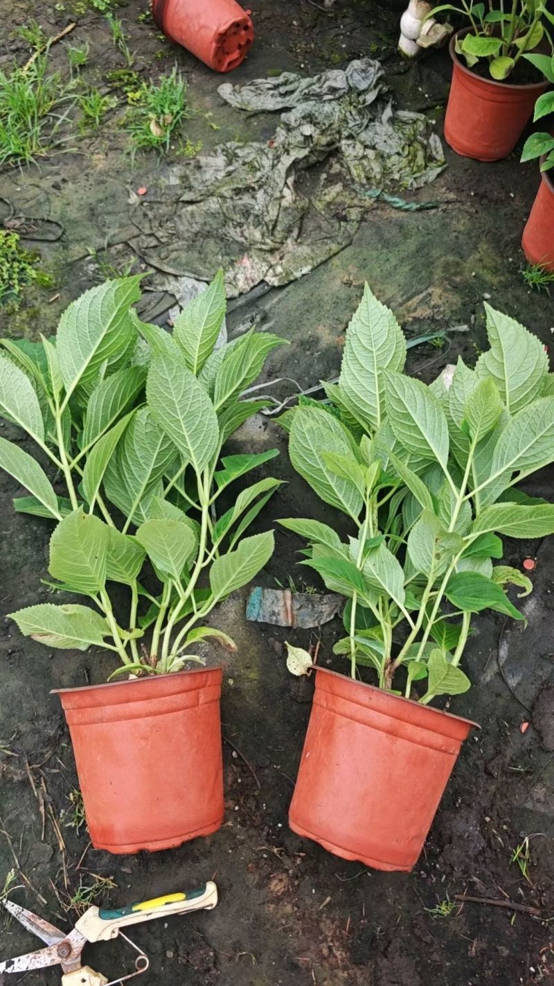 绿化绣球八仙花长花期提升景观档次林荫空地轻松绿化