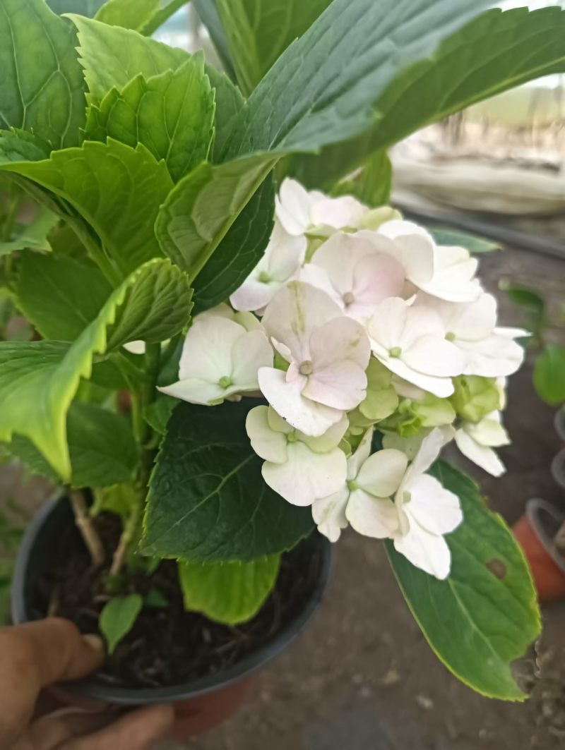 绿化绣球八仙花长花期提升景观档次林荫空地轻松绿化