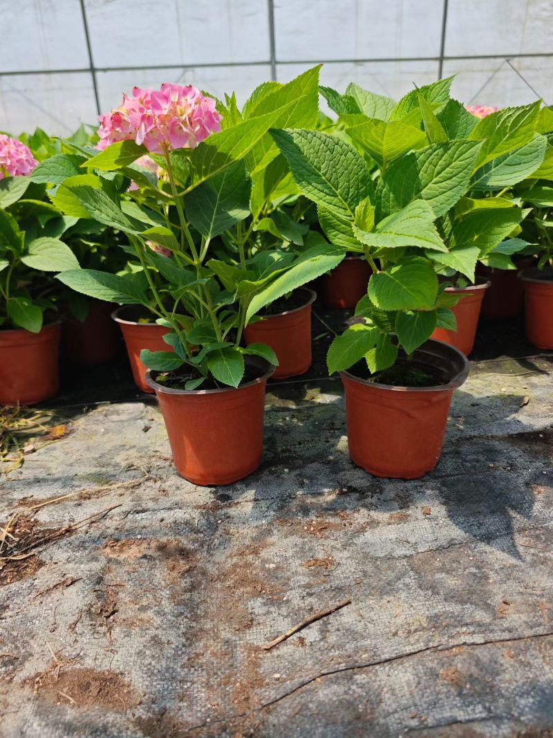绿化绣球八仙花长花期提升景观档次林荫空地轻松绿化