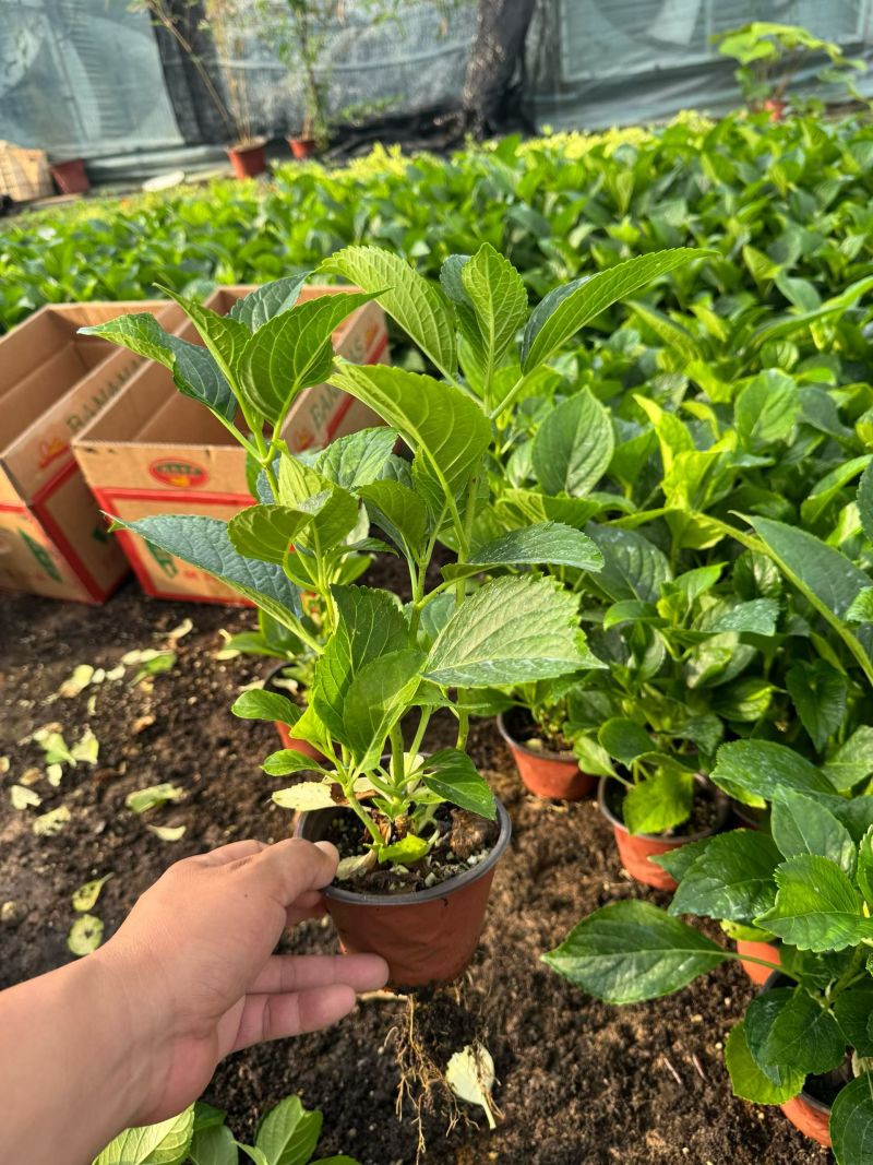 绿化绣球八仙花长花期提升景观档次林荫空地轻松绿化