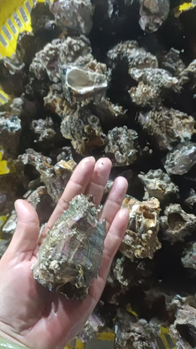 深海藤壶批发