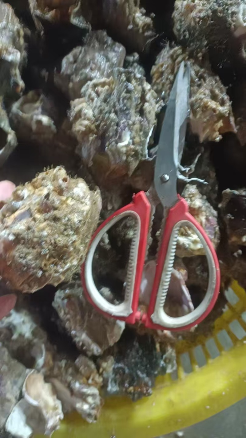 深海藤壶批发