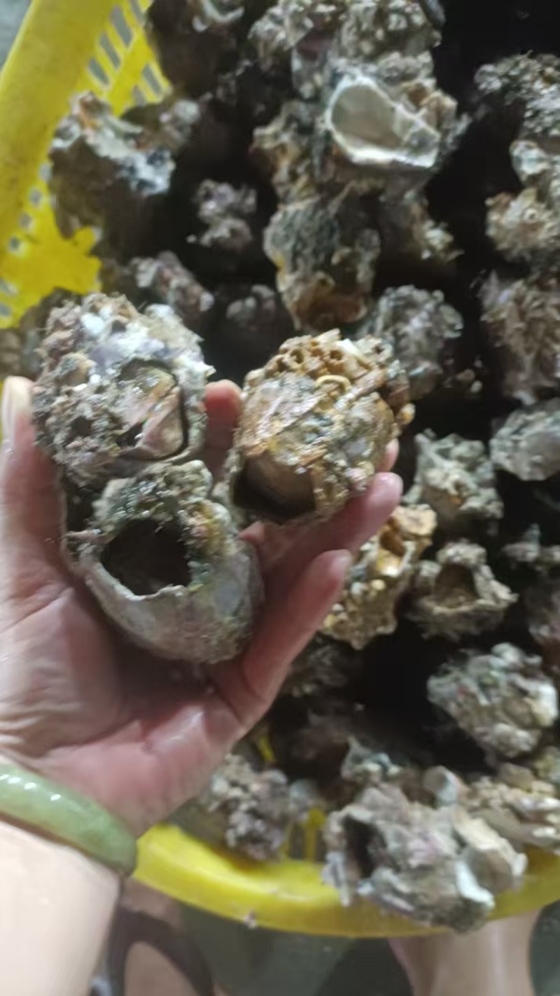 深海藤壶批发