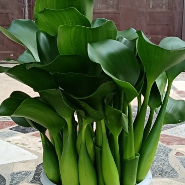 水芙蓉水仙花