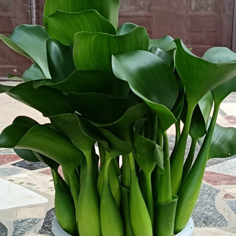 水芙蓉水仙花