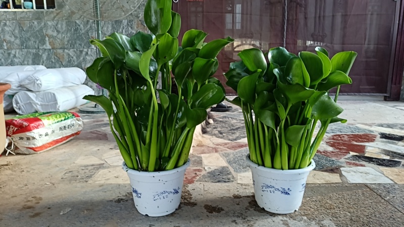 水芙蓉水仙花