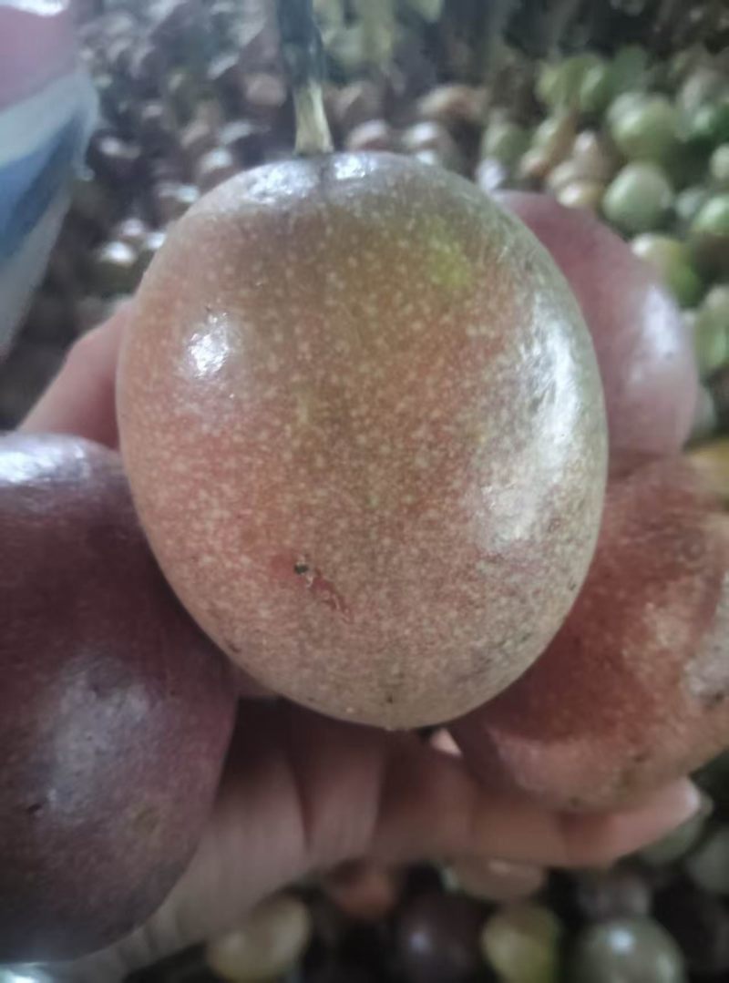 百香果