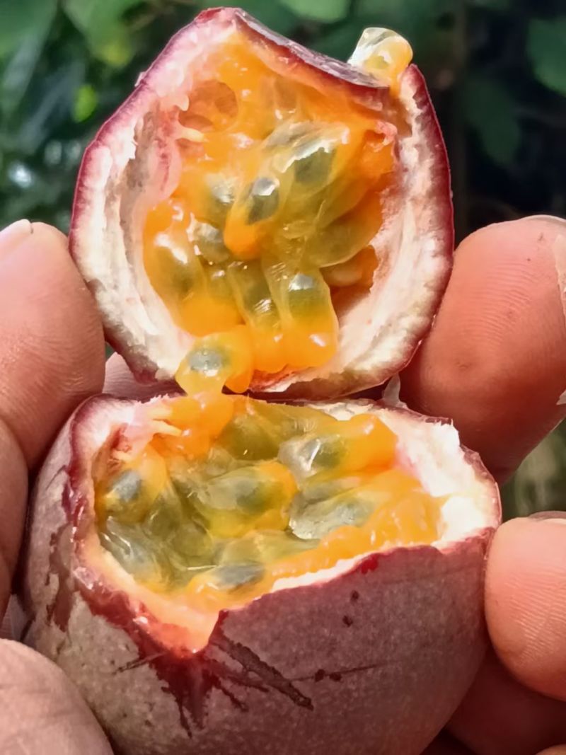 百香果