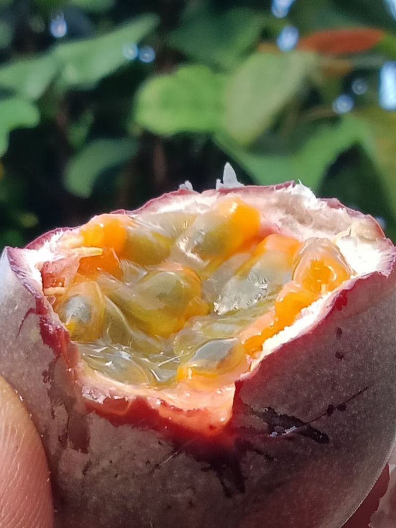 百香果