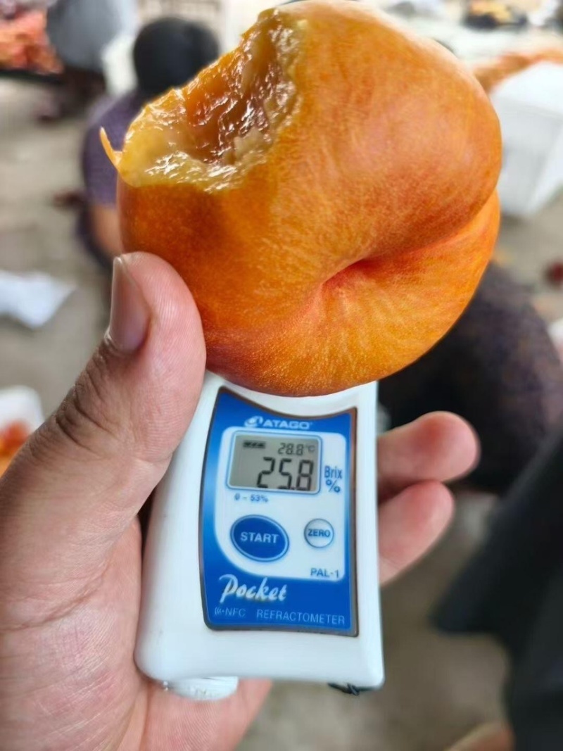 黄金油蟠桃对接电商全平台发货业务万亩桃园种植基地大量有货