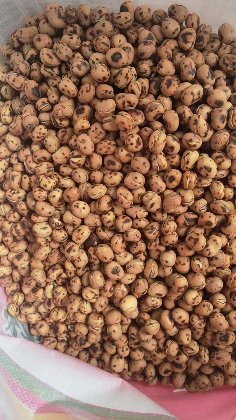 【推荐】炒蚕豆系列/厂家直发/视频看货/品质保证/电询