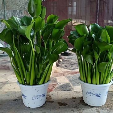 水仙花