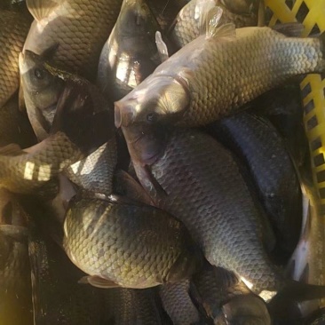 精品黄金鲫