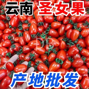云南农家露天圣女果