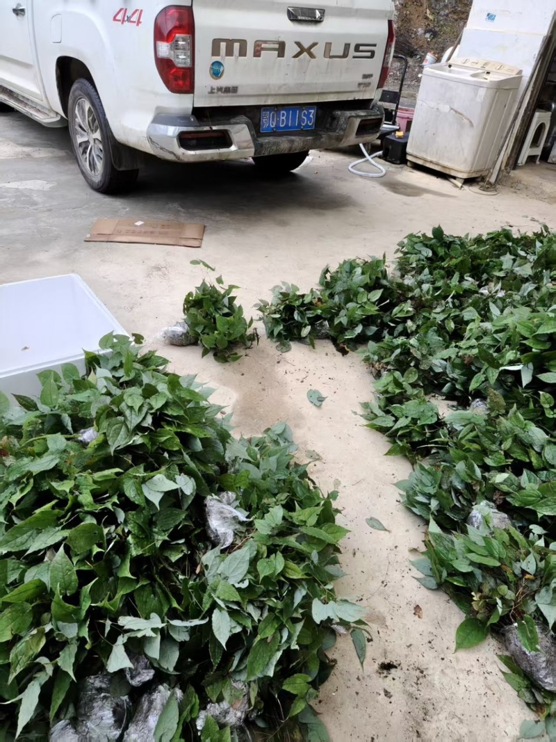 优质淫羊藿种苗，现挖带土成活率高量大价优