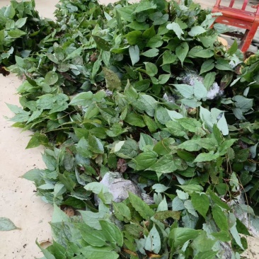 优质淫羊藿种苗，现挖带土成活率高量大价优