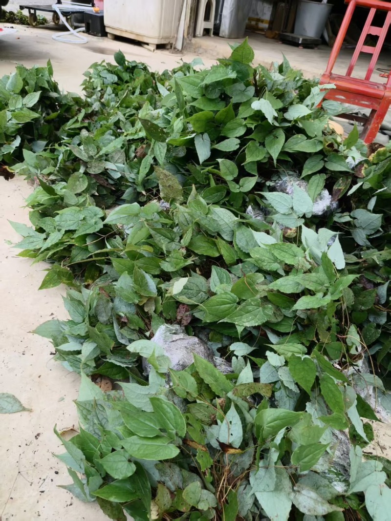 优质淫羊藿种苗，现挖带土成活率高量大价优